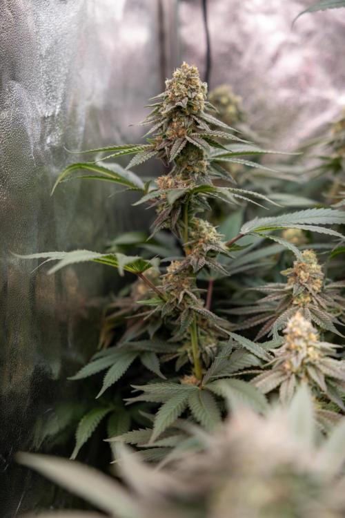 L.A. Kush Cake #3 - Zamnesia x B&B. Week 12 - LA Kush Cake #3 - Topping x16 - Almost ready