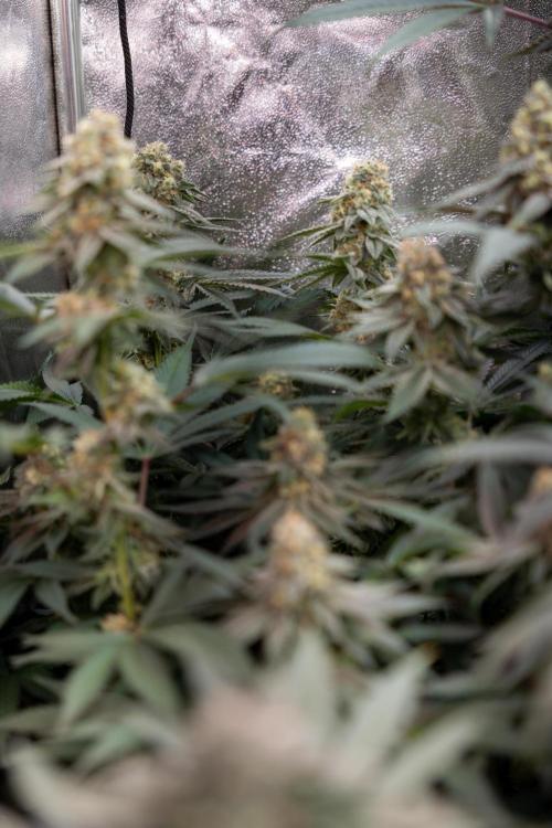 L.A. Kush Cake #3 - Zamnesia x B&B. Week 12 - LA Kush Cake #3 - Topping x16 - Almost ready