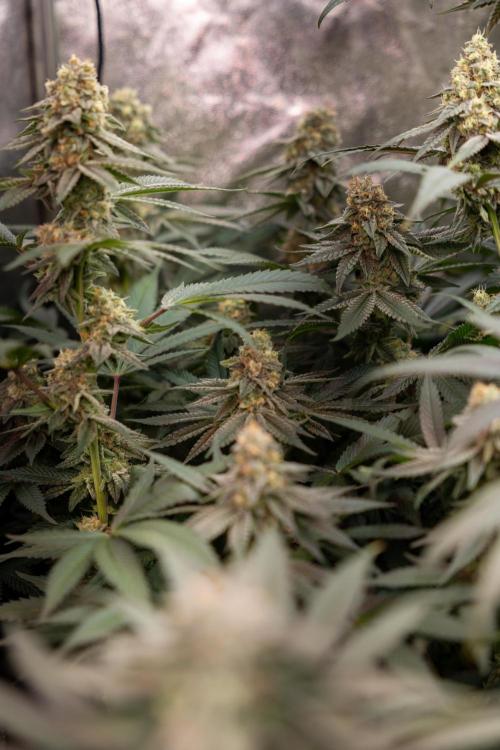 L.A. Kush Cake #3 - Zamnesia x B&B. Week 12 - LA Kush Cake #3 - Topping x16 - Almost ready