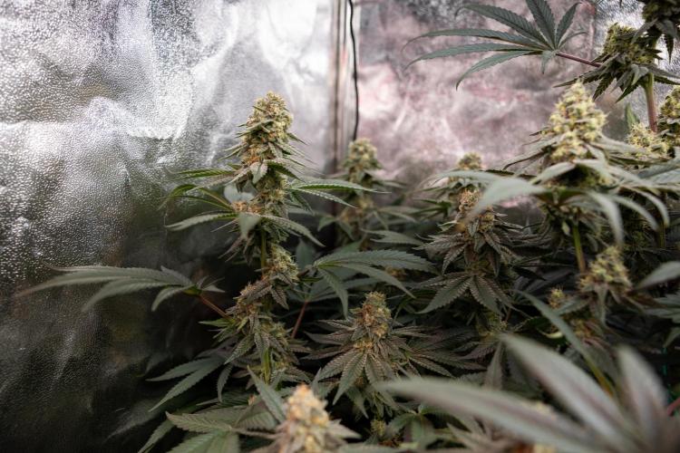 L.A. Kush Cake #3 - Zamnesia x B&B. Week 12 - LA Kush Cake #3 - Topping x16 - Almost ready