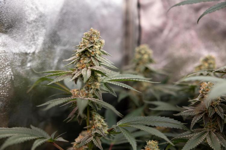 L.A. Kush Cake #3 - Zamnesia x B&B. Week 12 - LA Kush Cake #3 - Topping x16 - Almost ready