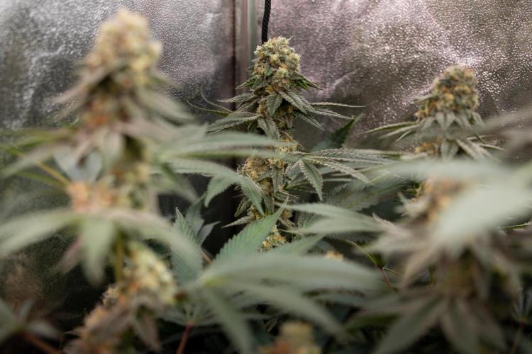 L.A. Kush Cake #3 - Zamnesia x B&B. Week 12 - LA Kush Cake #3 - Topping x16 - Almost ready