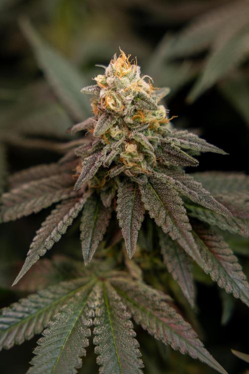 L.A. Kush Cake #3 - Zamnesia x B&B. Week 12 - LA Kush Cake #3 - Topping x16 - Almost ready