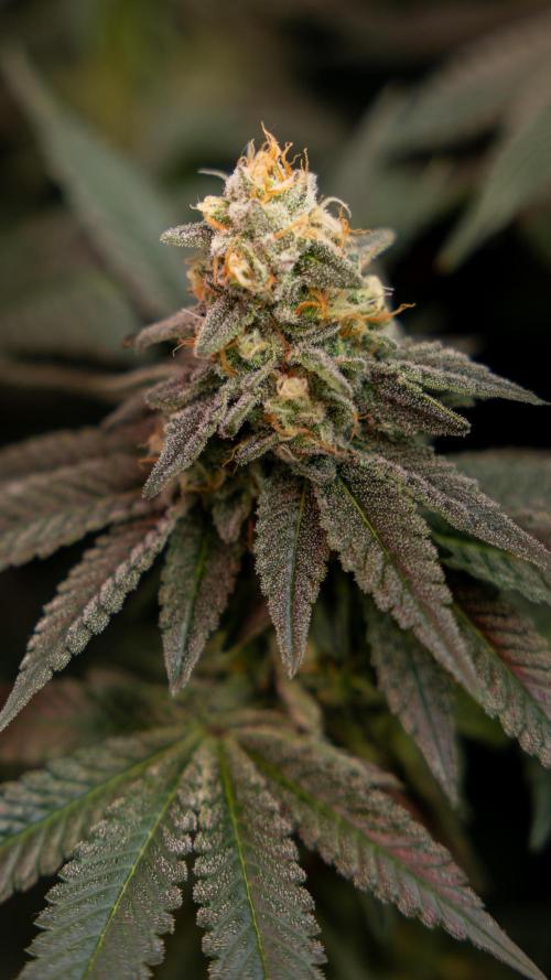 L.A. Kush Cake #3 - Zamnesia x B&B. Week 12 - LA Kush Cake #3 - Topping x16 - Almost ready