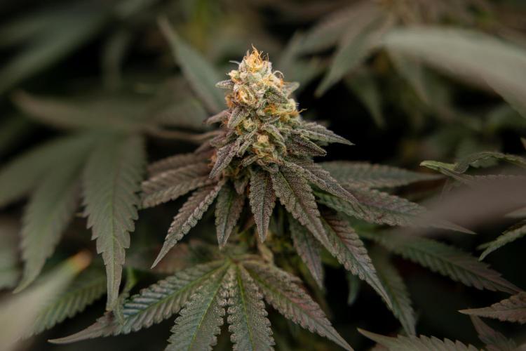 L.A. Kush Cake #3 - Zamnesia x B&B. Week 12 - LA Kush Cake #3 - Topping x16 - Almost ready