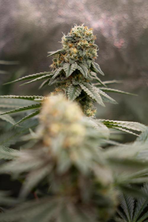 L.A. Kush Cake #3 - Zamnesia x B&B. Week 12 - LA Kush Cake #3 - Topping x16 - Almost ready