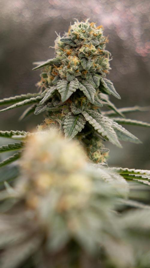 L.A. Kush Cake #3 - Zamnesia x B&B. Week 12 - LA Kush Cake #3 - Topping x16 - Almost ready