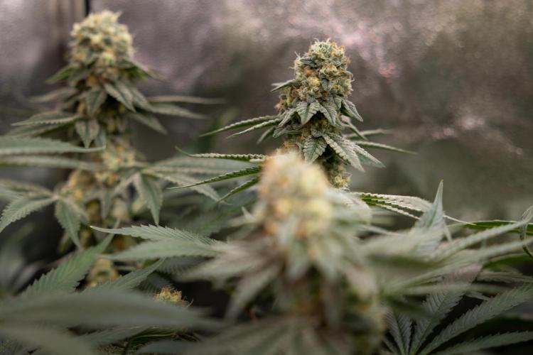 L.A. Kush Cake #3 - Zamnesia x B&B. Week 12 - LA Kush Cake #3 - Topping x16 - Almost ready