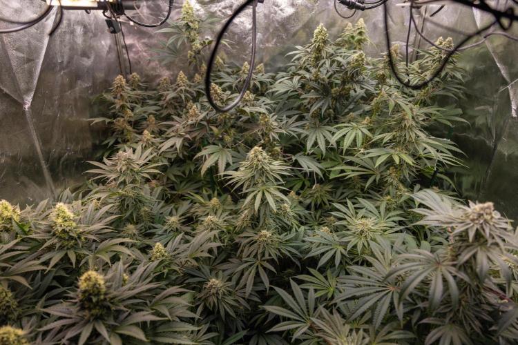 L.A. Kush Cake #3 - Zamnesia x B&B. Week 12 - Zamnesia x Plagron Crew