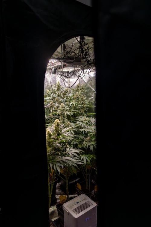 L.A. Kush Cake #3 - Zamnesia x B&B. Week 12 - Zamnesia x Plagron Crew