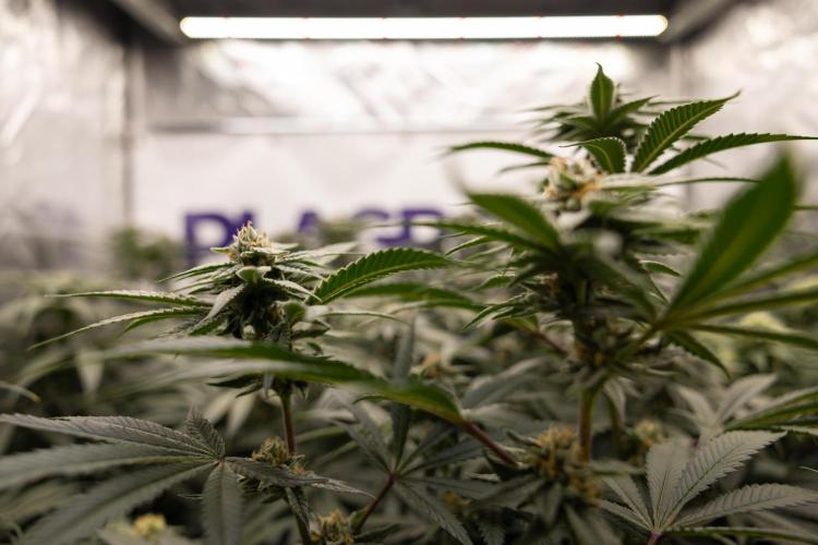 Lemon Cherry Gelato #1 - Zamnesia x B&B. Week 12 - Lemon Cherry Gelato #1 - Topping