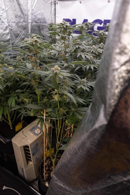 Lemon Cherry Gelato #1 - Zamnesia x B&B. Week 12 - Lemon Cherry Gelato #1 - Topping