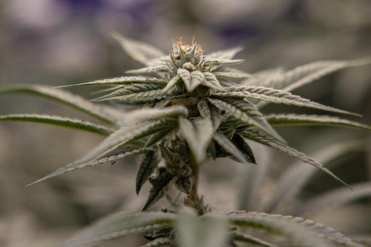 Lemon Cherry Gelato #1 - Zamnesia x B&B. Week 12 - Lemon Cherry Gelato #1 - Topping