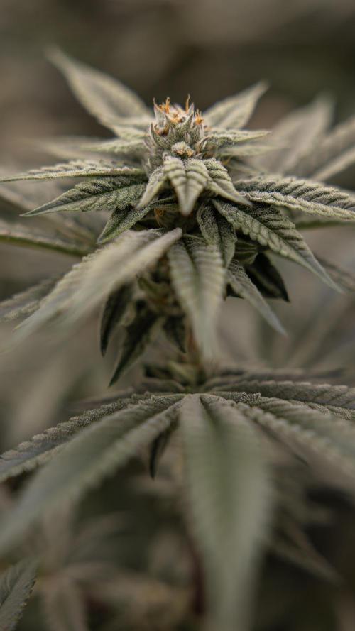 Lemon Cherry Gelato #1 - Zamnesia x B&B. Week 12 - Lemon Cherry Gelato #1 - Topping