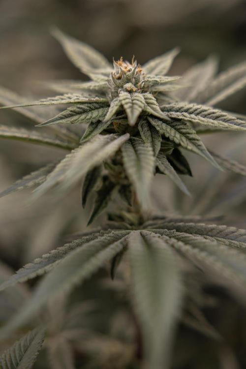 Lemon Cherry Gelato #1 - Zamnesia x B&B. Week 12 - Lemon Cherry Gelato #1 - Topping