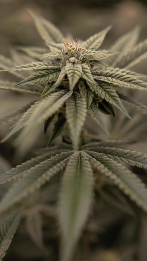 Lemon Cherry Gelato #1 - Zamnesia x B&B. Week 12 - Lemon Cherry Gelato #1 - Topping