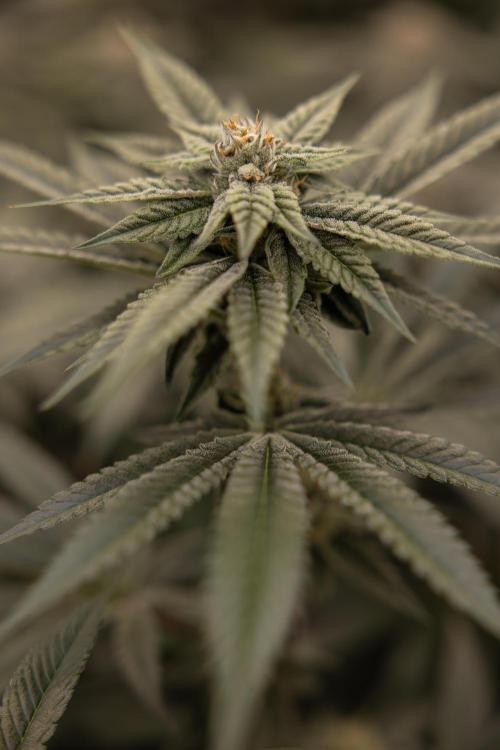 Lemon Cherry Gelato #1 - Zamnesia x B&B. Week 12 - Lemon Cherry Gelato #1 - Topping