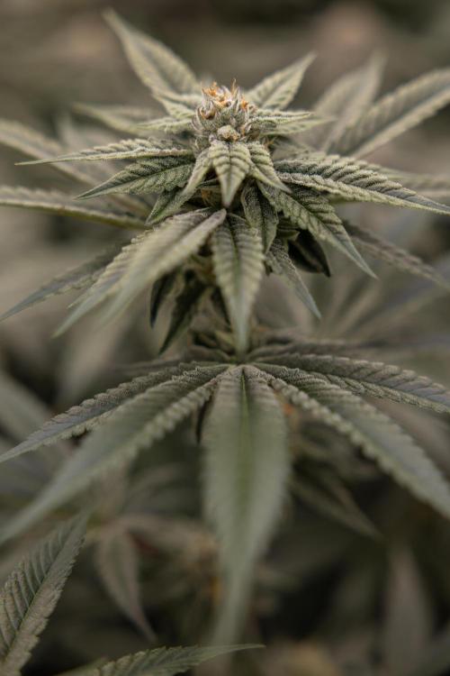 Lemon Cherry Gelato #1 - Zamnesia x B&B. Week 12 - Lemon Cherry Gelato #1 - Topping