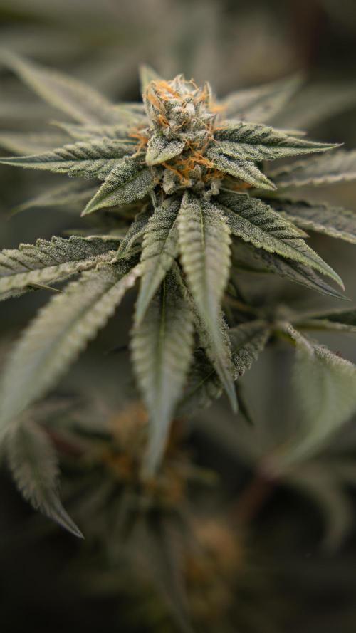 Lemon Cherry Gelato #1 - Zamnesia x B&B. Week 12 - Lemon Cherry Gelato #1 - Topping