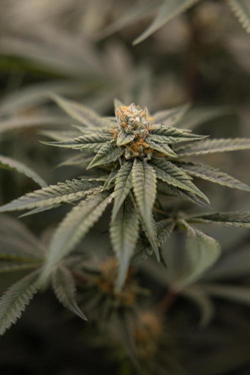 Lemon Cherry Gelato #1 - Zamnesia x B&B. Week 12 - Lemon Cherry Gelato #1 - Topping