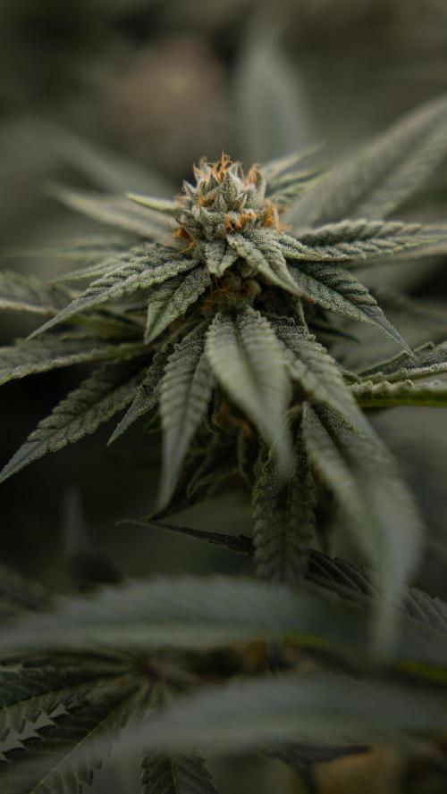 Lemon Cherry Gelato #1 - Zamnesia x B&B. Week 12 - Lemon Cherry Gelato #1 - Topping