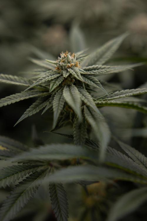 Lemon Cherry Gelato #1 - Zamnesia x B&B. Week 12 - Lemon Cherry Gelato #1 - Topping