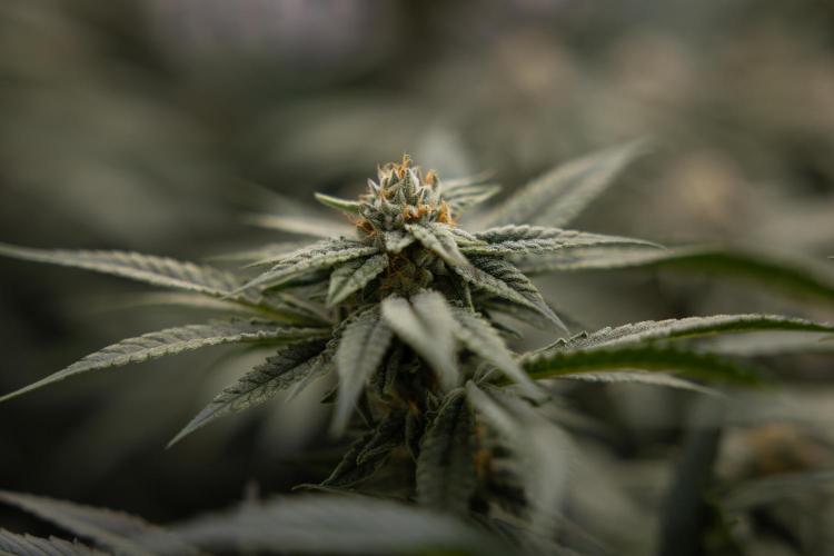 Lemon Cherry Gelato #1 - Zamnesia x B&B. Week 12 - Lemon Cherry Gelato #1 - Topping