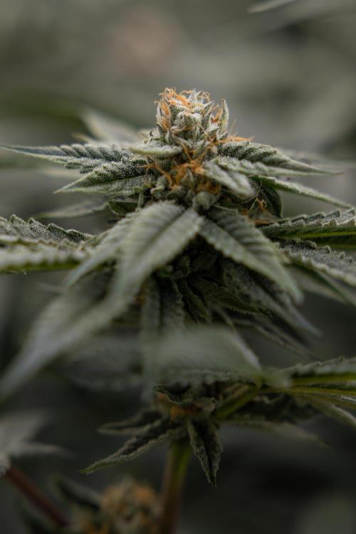 Lemon Cherry Gelato #1 - Zamnesia x B&B. Week 12 - Lemon Cherry Gelato #1 - Topping