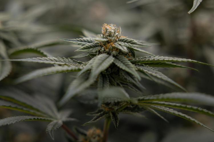 Lemon Cherry Gelato #1 - Zamnesia x B&B. Week 12 - Lemon Cherry Gelato #1 - Topping