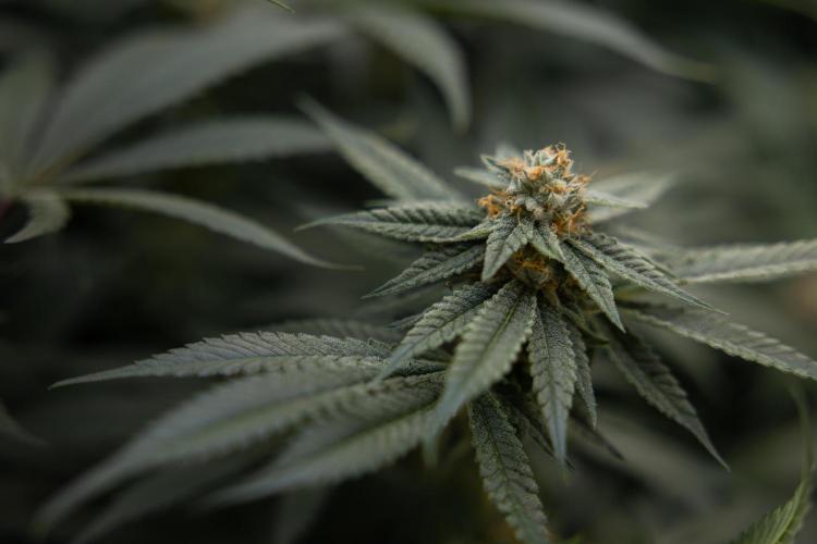 Lemon Cherry Gelato #1 - Zamnesia x B&B. Week 12 - Lemon Cherry Gelato #1 - Topping