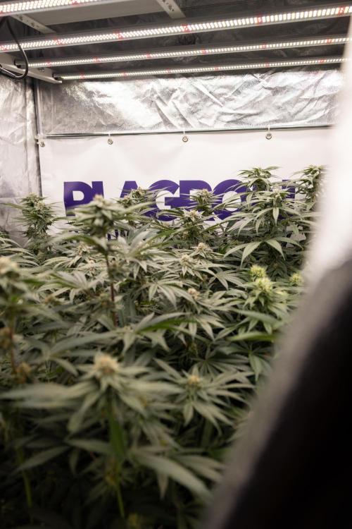 Lemon Cherry Gelato #1 - Zamnesia x B&B. Week 12 - Zamnesia x Plagron Crew - Growbox 2