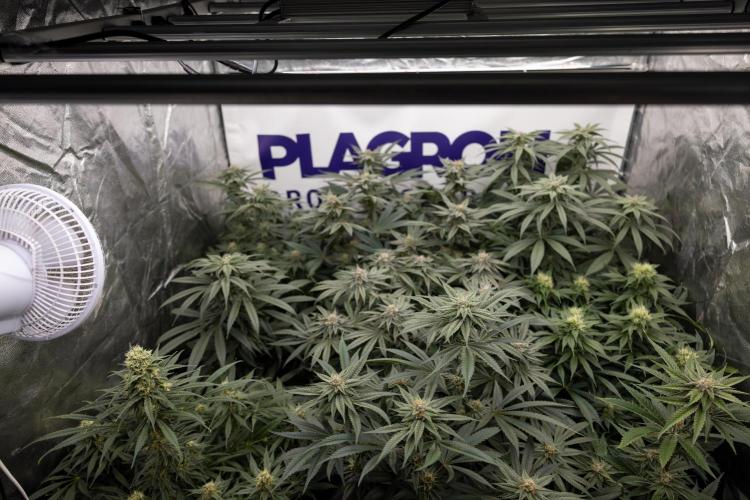 Lemon Cherry Gelato #1 - Zamnesia x B&B. Week 12 - Zamnesia x Plagron Crew - Growbox 2