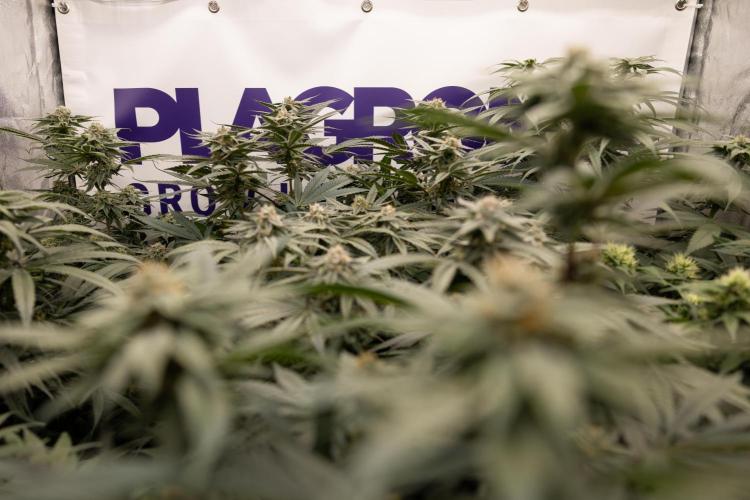 Lemon Cherry Gelato #1 - Zamnesia x B&B. Week 12 - Zamnesia x Plagron Crew - Growbox 2