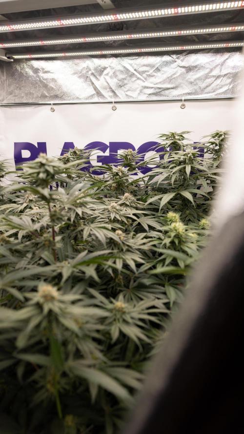 Lemon Cherry Gelato #1 - Zamnesia x B&B. Week 12 - Zamnesia x Plagron Crew - Growbox 2