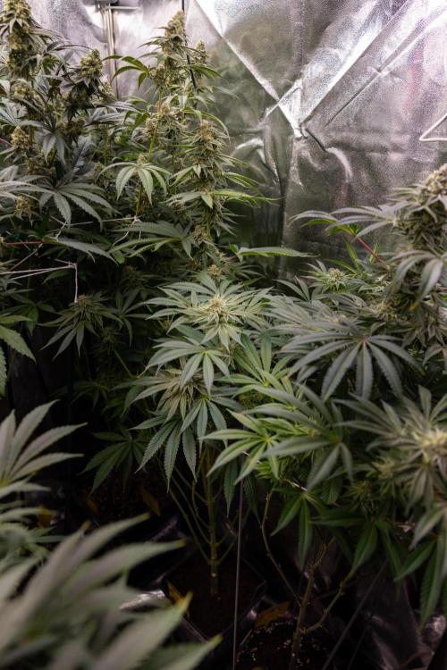 Lemon Cherry Gelato #2 - Zamnesia x B&B. Week 10