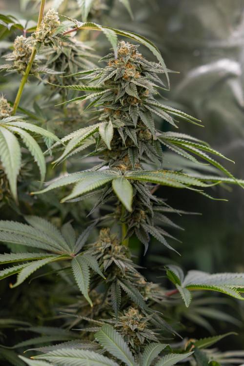 Lemon Cherry Gelato #2 - Zamnesia x B&B. Week 10