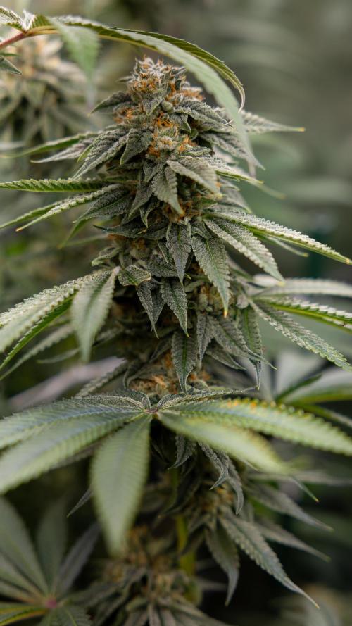 Lemon Cherry Gelato #2 - Zamnesia x B&B. Week 10