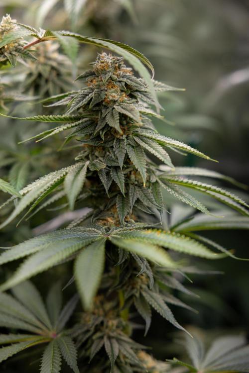 Lemon Cherry Gelato #2 - Zamnesia x B&B. Week 10