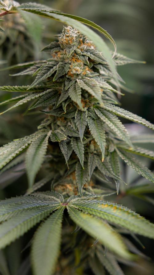 Lemon Cherry Gelato #2 - Zamnesia x B&B. Week 10