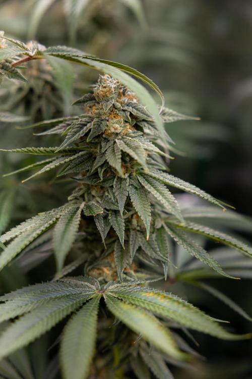 Lemon Cherry Gelato #2 - Zamnesia x B&B. Week 10