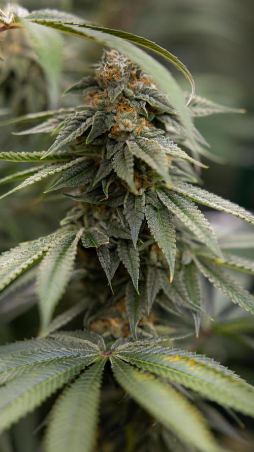 Lemon Cherry Gelato #2 - Zamnesia x B&B. Week 10