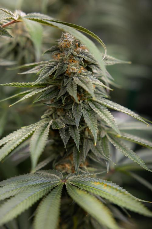 Lemon Cherry Gelato #2 - Zamnesia x B&B. Week 10