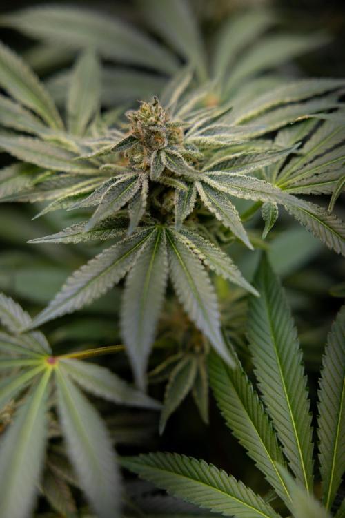 Lemon Cherry Gelato #2 - Zamnesia x B&B. Week 10