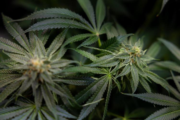 Lemon Cherry Gelato #2 - Zamnesia x B&B. Week 10