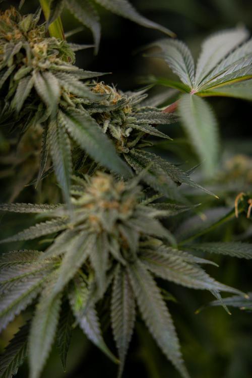 Lemon Cherry Gelato #2 - Zamnesia x B&B. Week 10