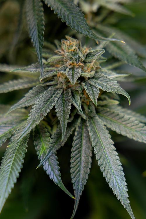 Lemon Cherry Gelato #2 - Zamnesia x B&B. Week 10