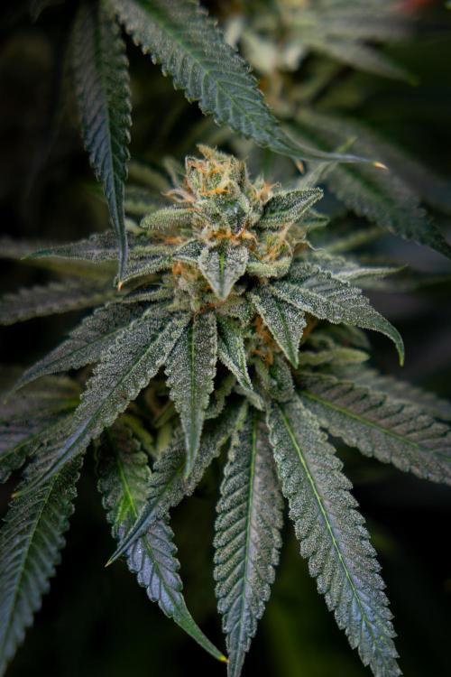 Lemon Cherry Gelato #2 - Zamnesia x B&B. Week 10