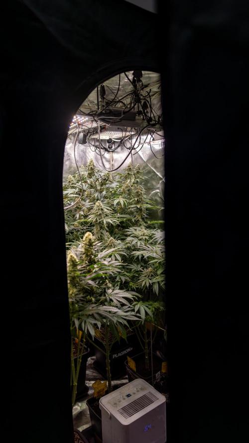 Lemon Cherry Gelato #2 - Zamnesia x B&B. Week 10