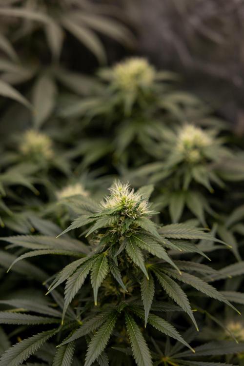 Sticky Broccoli - Zamnesia x B&B. Week 11 - Sticky Broccoli - Topping - Final Flowering Stage