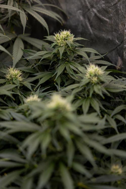 Sticky Broccoli - Zamnesia x B&B. Week 11 - Sticky Broccoli - Topping - Final Flowering Stage